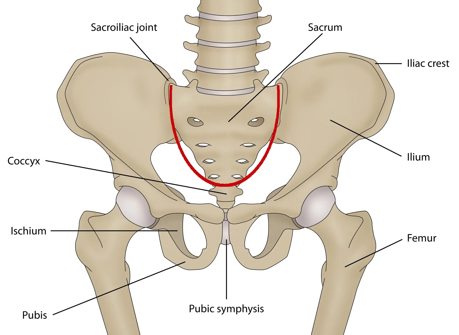 Соединение лобковых костей. Кости таза анатомия. Linea terminalis таза. Крестцово-подвздошный сустав. Тазовая кость.