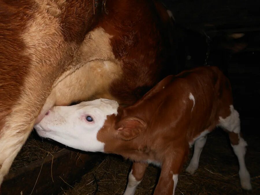 сколько рождается теленок