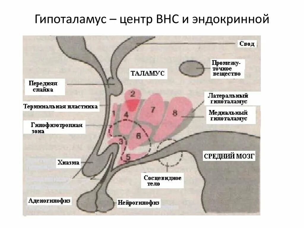 Гипоталамус и голод. Гипоталамус и вегетативная нервная система. Гипоталамус центр вегетативной нервной системы. Вегетативные ядра гипоталамуса. Строение ядер гипоталамуса.