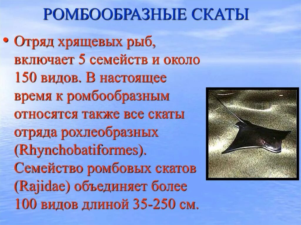 Хрящевые рыбы характеристика. Ромбообразные скаты. отряд скаты. отряд хрящевых рыб скаты. скаты характеристика.