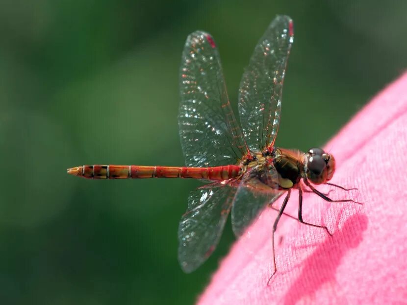 Стрекоза летает. Гусеница богомола. Златокольчатая стрекоза. Дозорщик-император – anax imperator leach. Стрекоза.