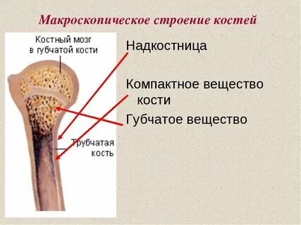 Компактное вещество кости где