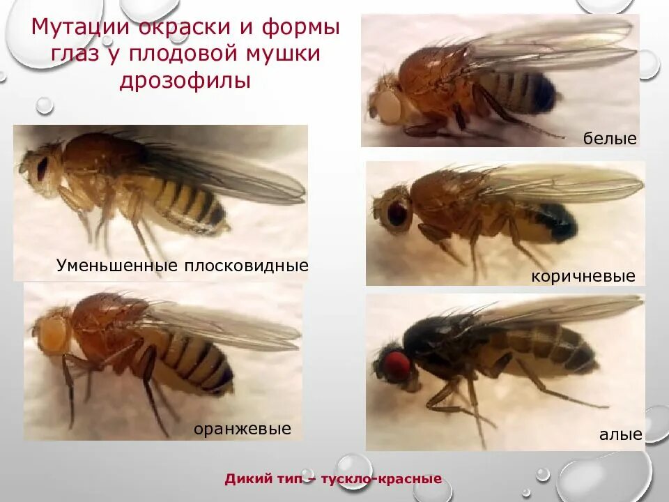 Таблица сравнения нормальных и мутантных форм дрозофил. Муха дрозофила мутации. Презентация дрозофилы. Мутации мушки дрозофилы. Форма глаз у дрозофилы мутация.