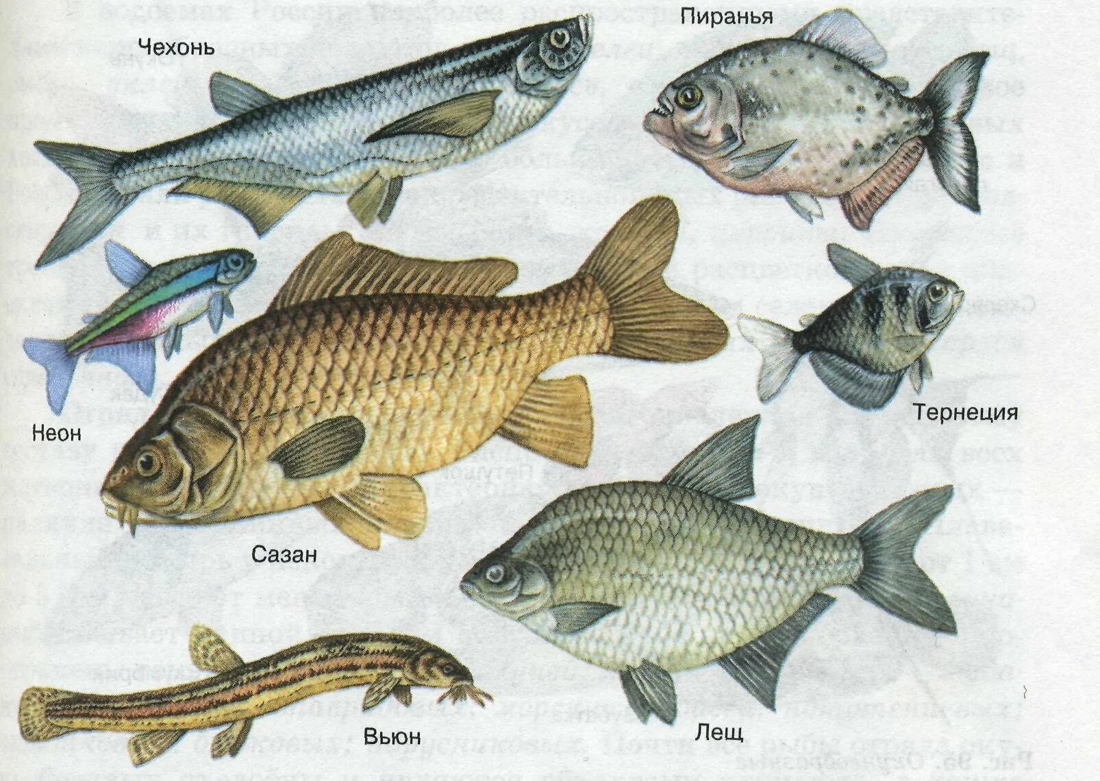 К какому семейству относится рыба. Отряд Карпообразные представители. Карпообразные рыбы представители. Отряд Карпообразные рыбы представители. Костные рыбы Карпообразные представители.