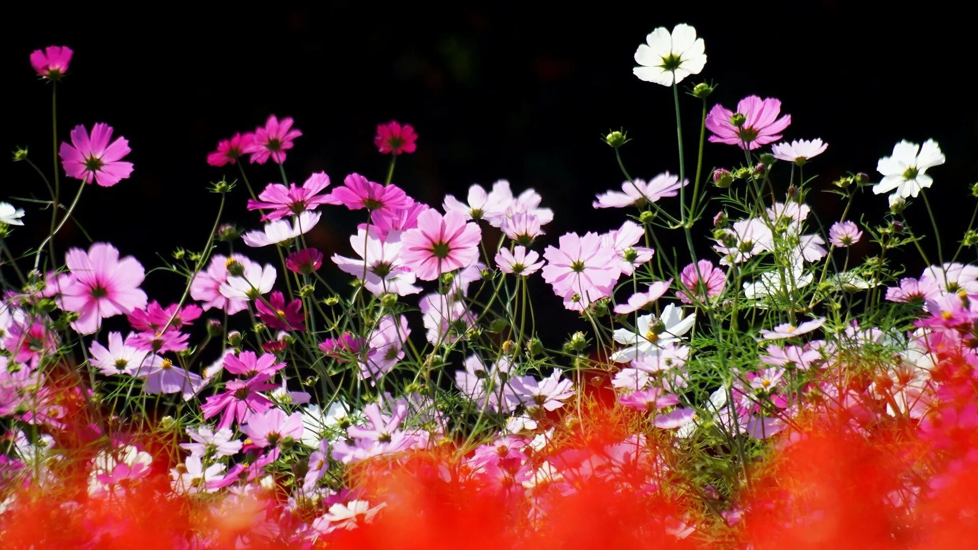Flower nature. Космея цветок. Космея и эшшольция. Полевые цветы космея.