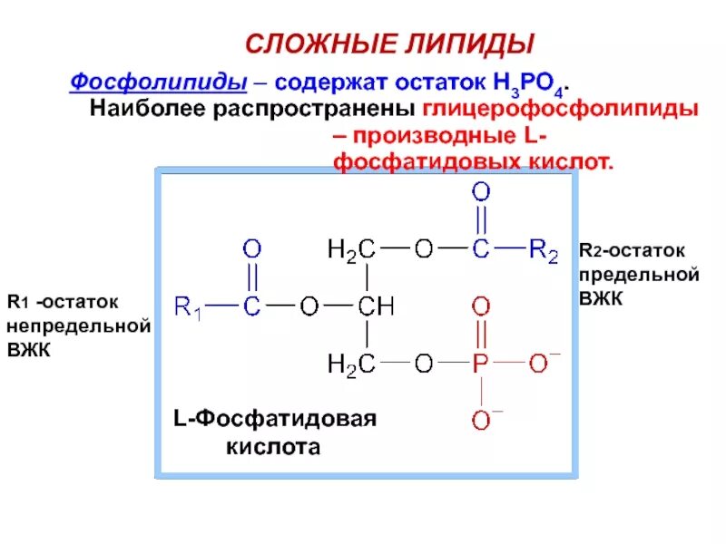 Связи липидов. L-фосфатидовые кислоты. Строение фосфоглицеридов фосфатидной кислоты. Фосфатидная кислота структура. Фосфатидовая кислота формула.