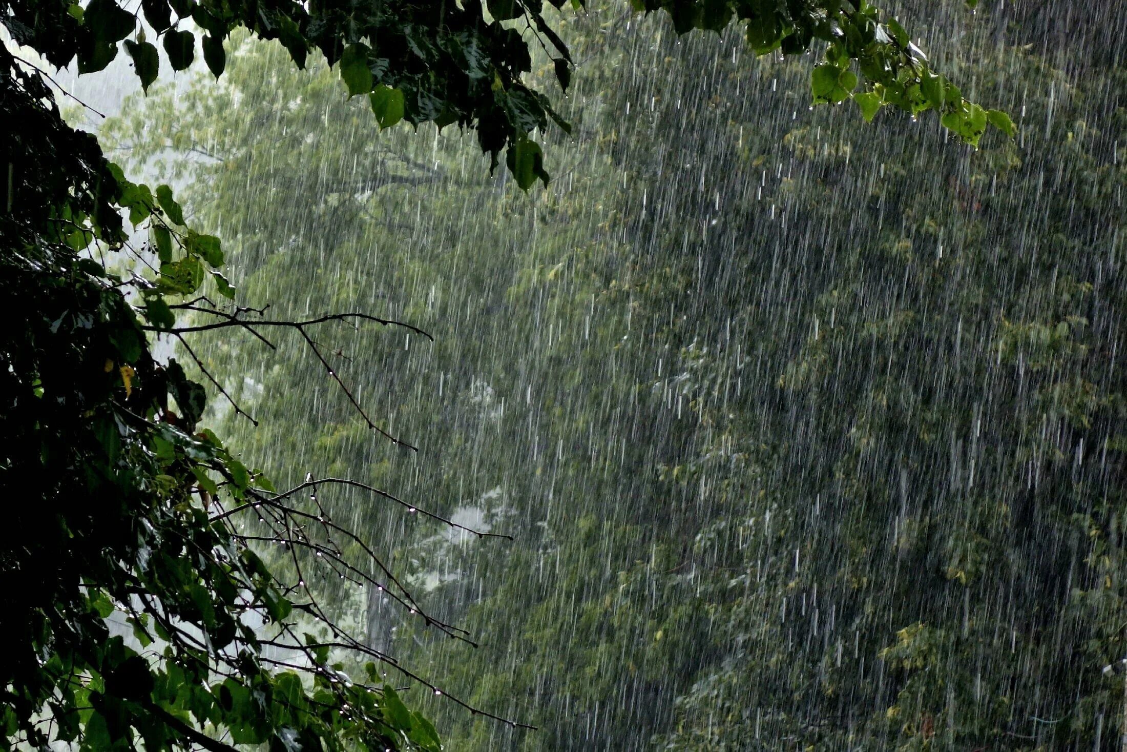 Ливень. Сильный дождь. Струи дождя. Дождливая природа.