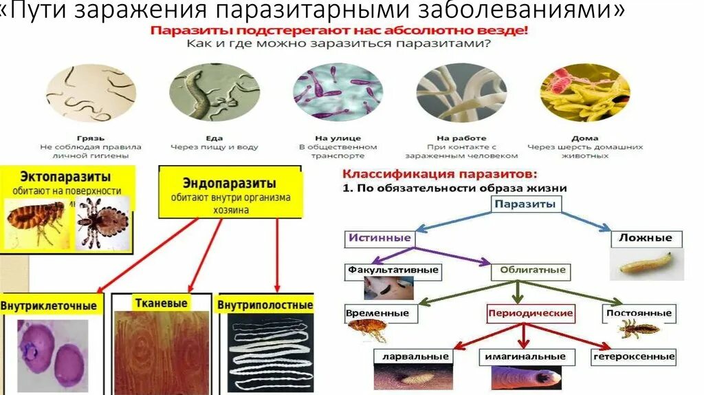 Паразитарная инфекция обычно сопровождается