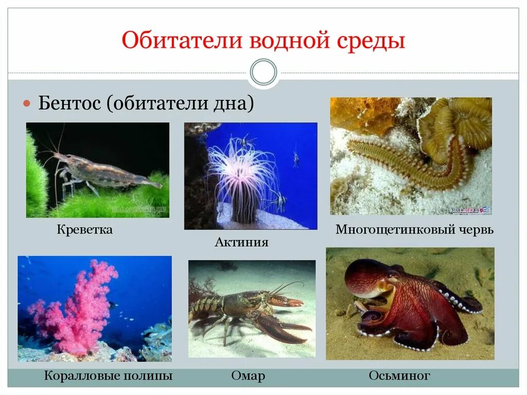 Водная среда жизни примеры