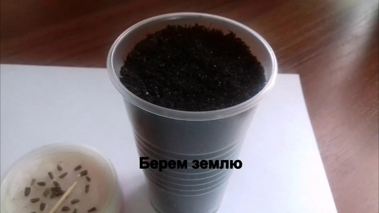 Эхинацея пурпурная всходы. Эхинацея выращивание из семян. Когда сажать эхинацею семенами на рассаду. Эхинацея когда сажать на рассаду. Рудбекия всходы рассады.