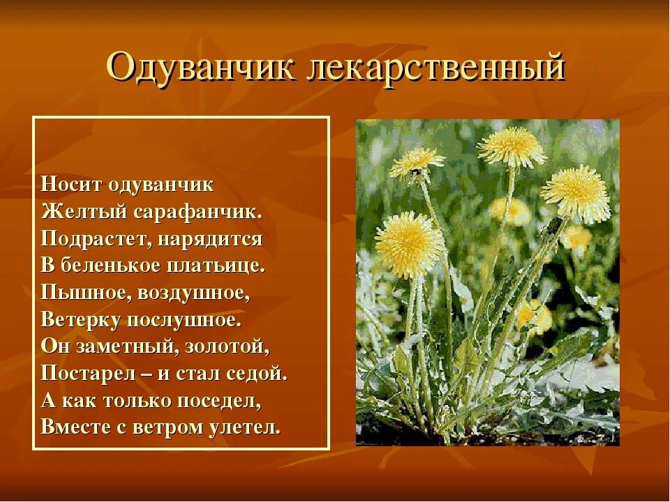 Одуванчик произведение 2 класс. Одуванчик лекарственный сорные растения. Одуванчик лекарственный описать. Одуванчик растения одуванчик лекарственный. Одуванчик лекарственный – Taraxacum officinale.