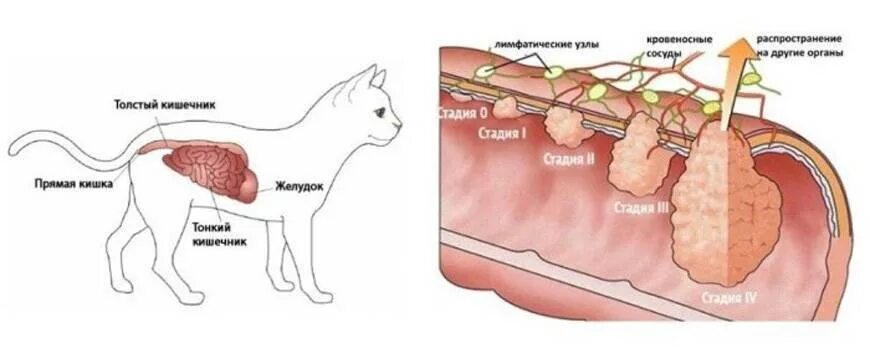 Печень симптомы котам. Как выглядит опухоль у кошки. Доброкачественная опухоль у собаки. Злокачественные опухоли у котов.