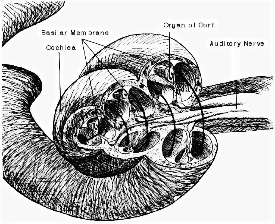 Костный лабиринт внутреннего уха анатомия. Ear tensifier команды. Inner ear animal. Reissner's membrane. Строение внутреннего уха.