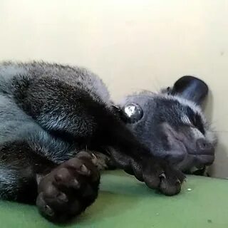Brother musang