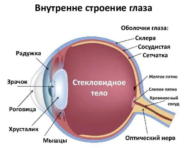 Строение глаза. Строение глаза человека с описанием. Оболочки глаза. Оболочки и структуры глаза. Склера сетчатка слепое