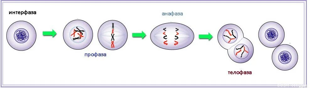 4 фазы деления. схема процесса деления клетки. фоз метоз рисунок процесс таблица. таблица фаза митоза процессы рисунок. последовательность фаз митоза.