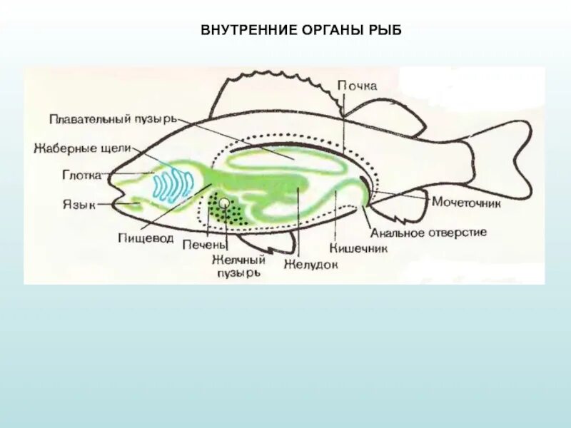 Плавательный пузырь щуки. Система органов речного окуня. Внутреннее строение речного окуня. Пищеварительная система речного окуня. Строение пищеварительной системы окуня.