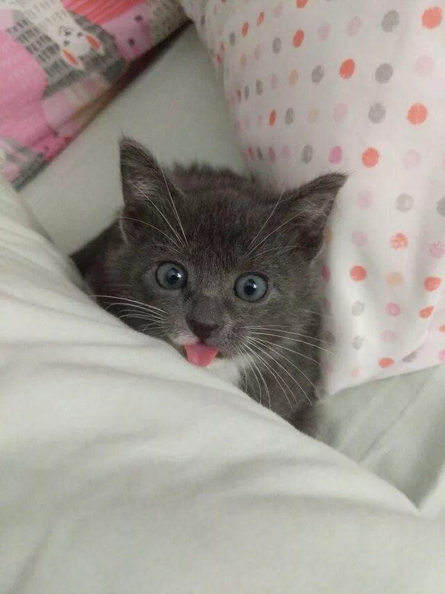 Котенок проснулся фото
