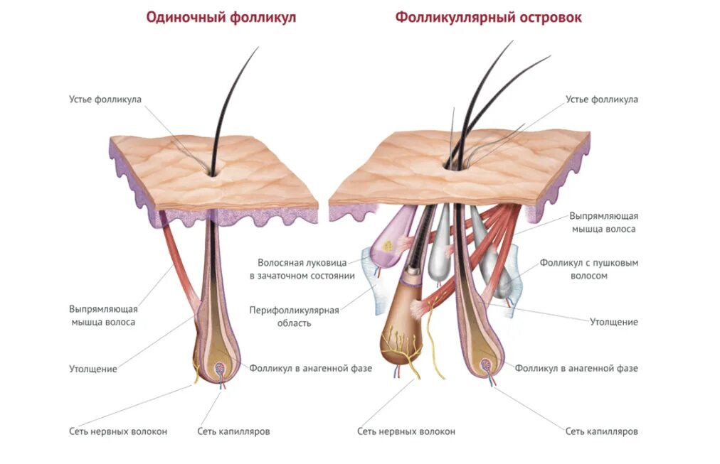 Строение волосяного фолликула схема. Строение волоса и волосяного фолликула. Строение волоса анатомия.