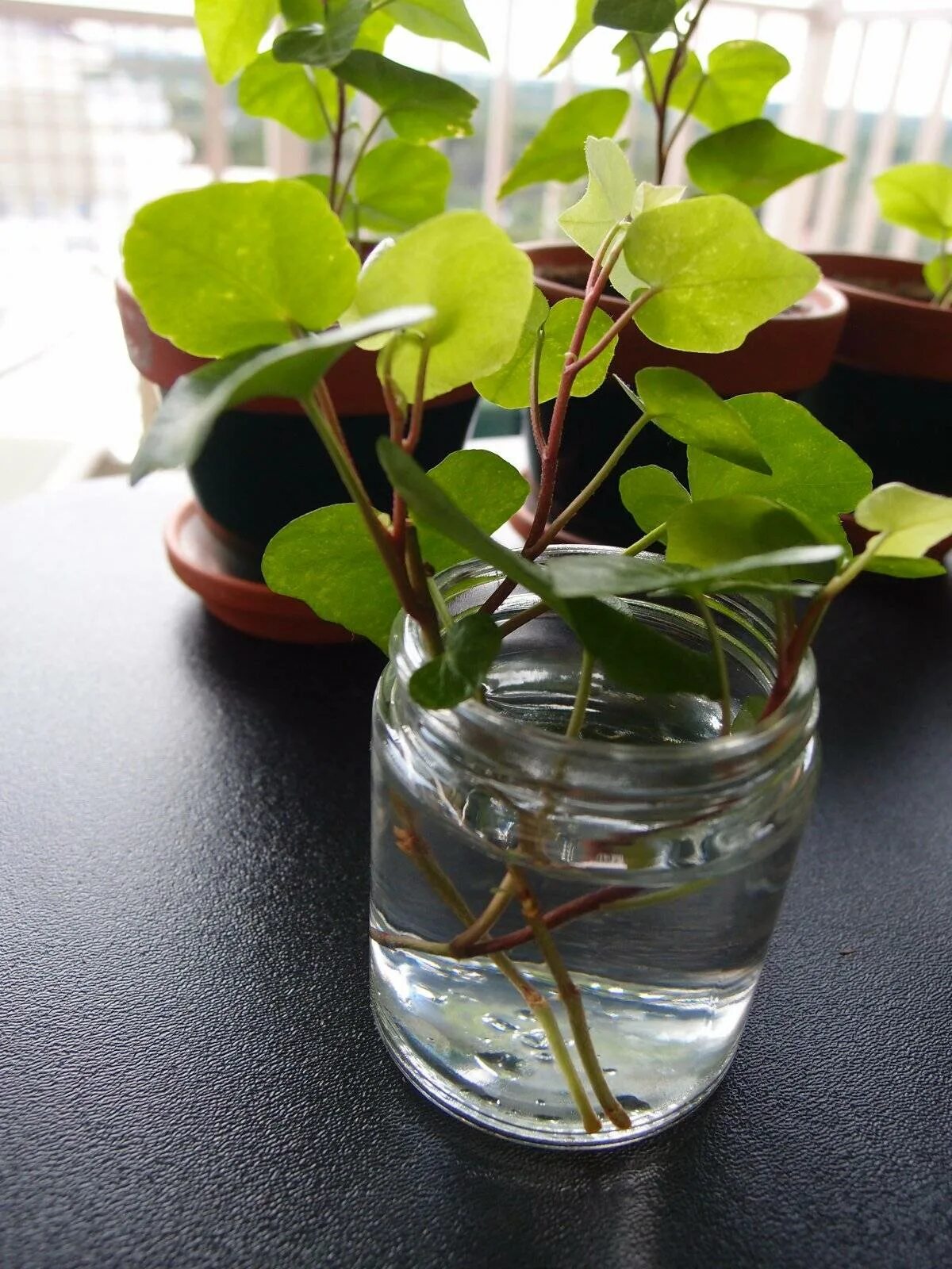 Укоренение бальзамин укоренение черенков. Цветок комнатный черенок. Черенки комнатных растений. Размножение шефлеры черенками. Драцена сандера черенкование.