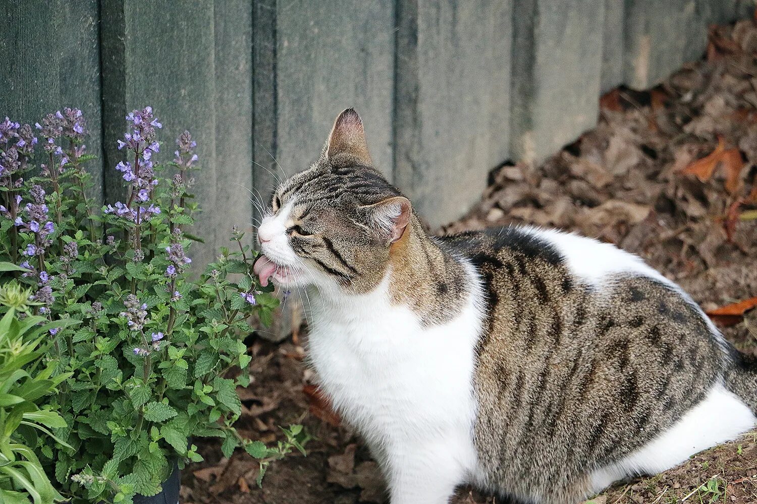 Котова кошка. Котовник кошачий (мята Кошачья). Котовник кошачий (Nepeta cataria). Котовник кошачий бархат. Catnip Кошачья мята.