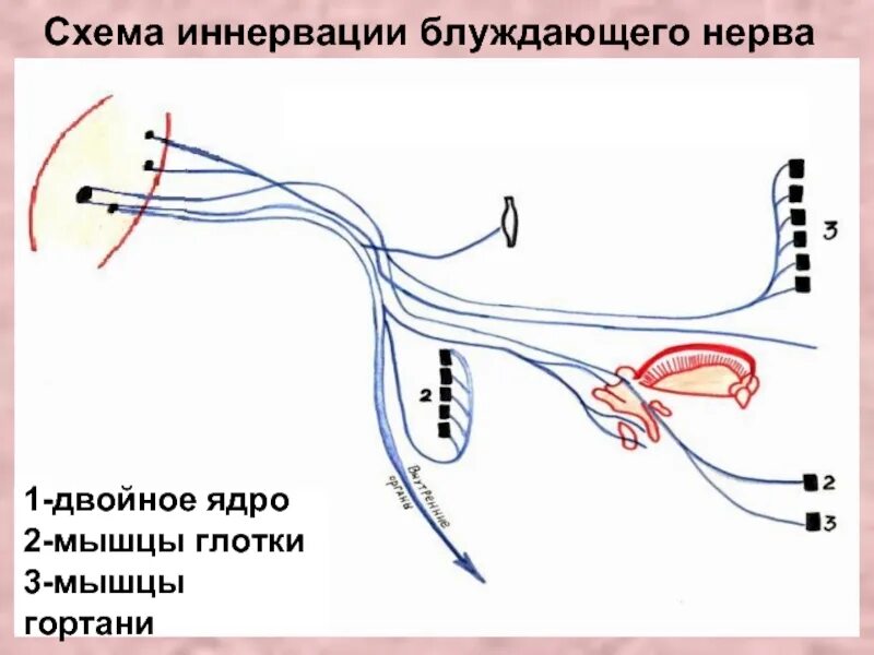 Двигательные волокна блуждающего нерва иннервируют. Блуждающих нерв схема. Схема иннервации блуждающего нерва. Иннервация блуждающего нерва