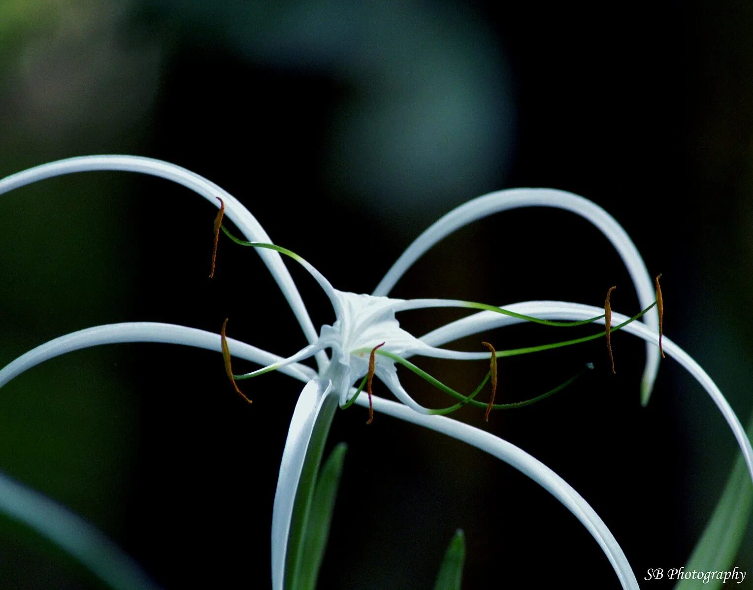 Frozen spider lily art