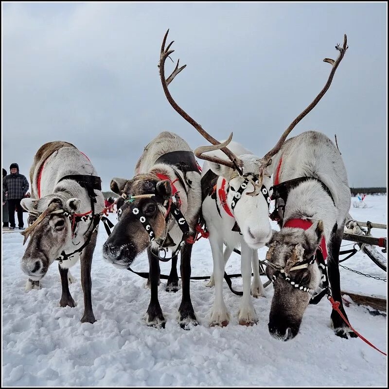 Нарты для оленьей упряжки. Оленья упряжь саамов. Упряжь для оленя. Оленьи упряжки заполярье якутии. Упряжка оленей.