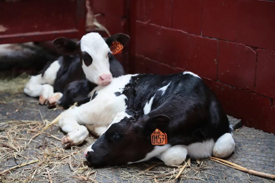 Купить телят в волгоградской области. Молочные продукты Иловлинского района. Молоко Иловлинское Волгоград. Молочная продукция КФХ Караваев Иловля. Молоко ИП Караваев.