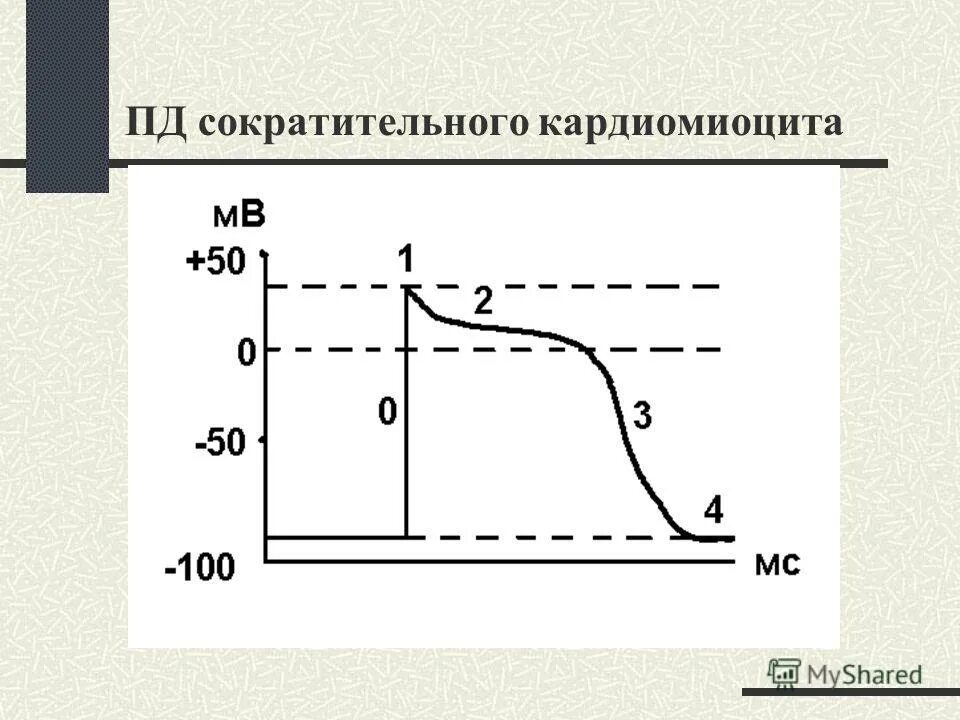 Механизм генерации потенциала действия. Механизм образования потенциала действия. 3 фаза потенциала действия. Мембранный потенциал действия его фазы физиология. Факторы определяющие скорость проведения возбуждения.