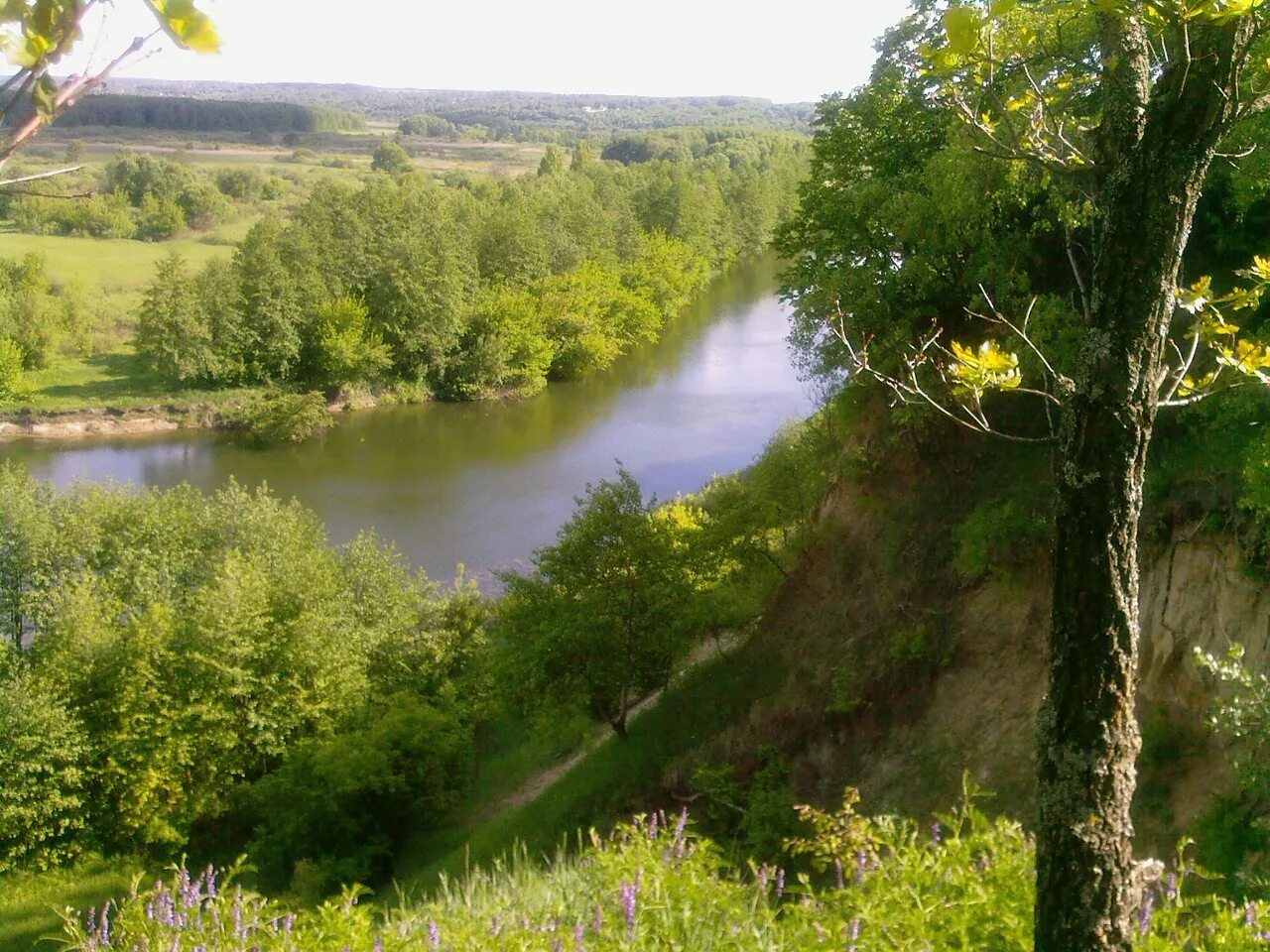 Сейм рыльск. Курский лес рекой Сейм. Река Сейм Курская. Река Сейм Рыльск. Курск природа река Сейм.