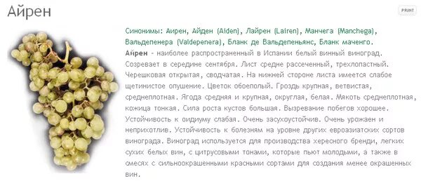 Виноград вино сканворд. Айрен сорта белого винограда. Сорт винограда Айрен. Белое сухое вино сорта винограда. Сорта винограда для белых вин.