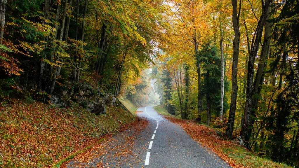 Осень в лесу. Осенний лес. Листья на дороге. Парк дорога.
