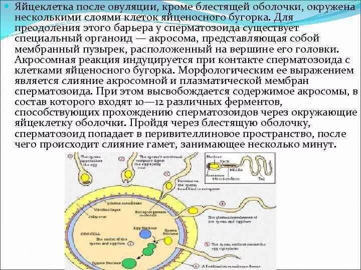 После овуляции яйцеклетка сохраняет жизнеспособность. Сколько живет яйцеклетка после овуляции. Сколько часов живет яйцеклетка после овуляции. Сколько живёт яйцекдеьуа. Овуляция клетки произошла