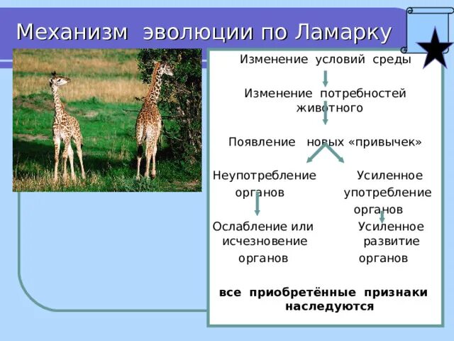 Почему теория ламарка о развитии организмов. Эволюция Ламарка. Эволюция по Ламарку. Теория эволюции Ламарка. По теории эволюции Ламарка:.