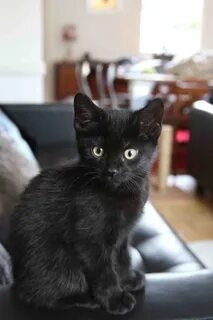 Обычный черный котенок