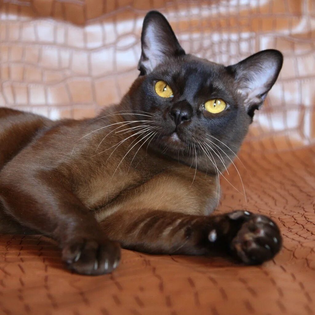 Породы коричневых котов. Европейская Бурма. Бурманская кошка. Бурманская кошка европейская. Европейская Бурма котята.