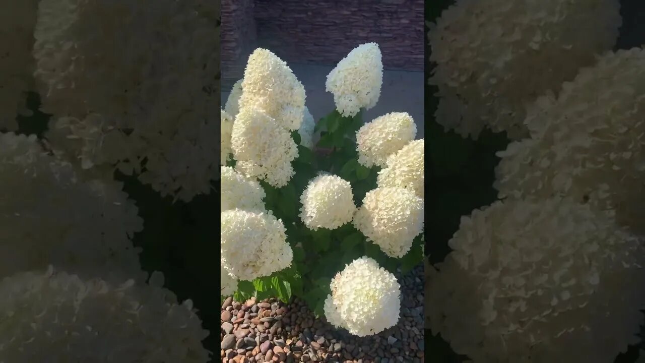 Метельчатая шуга раш. Метельчатая шуга раш