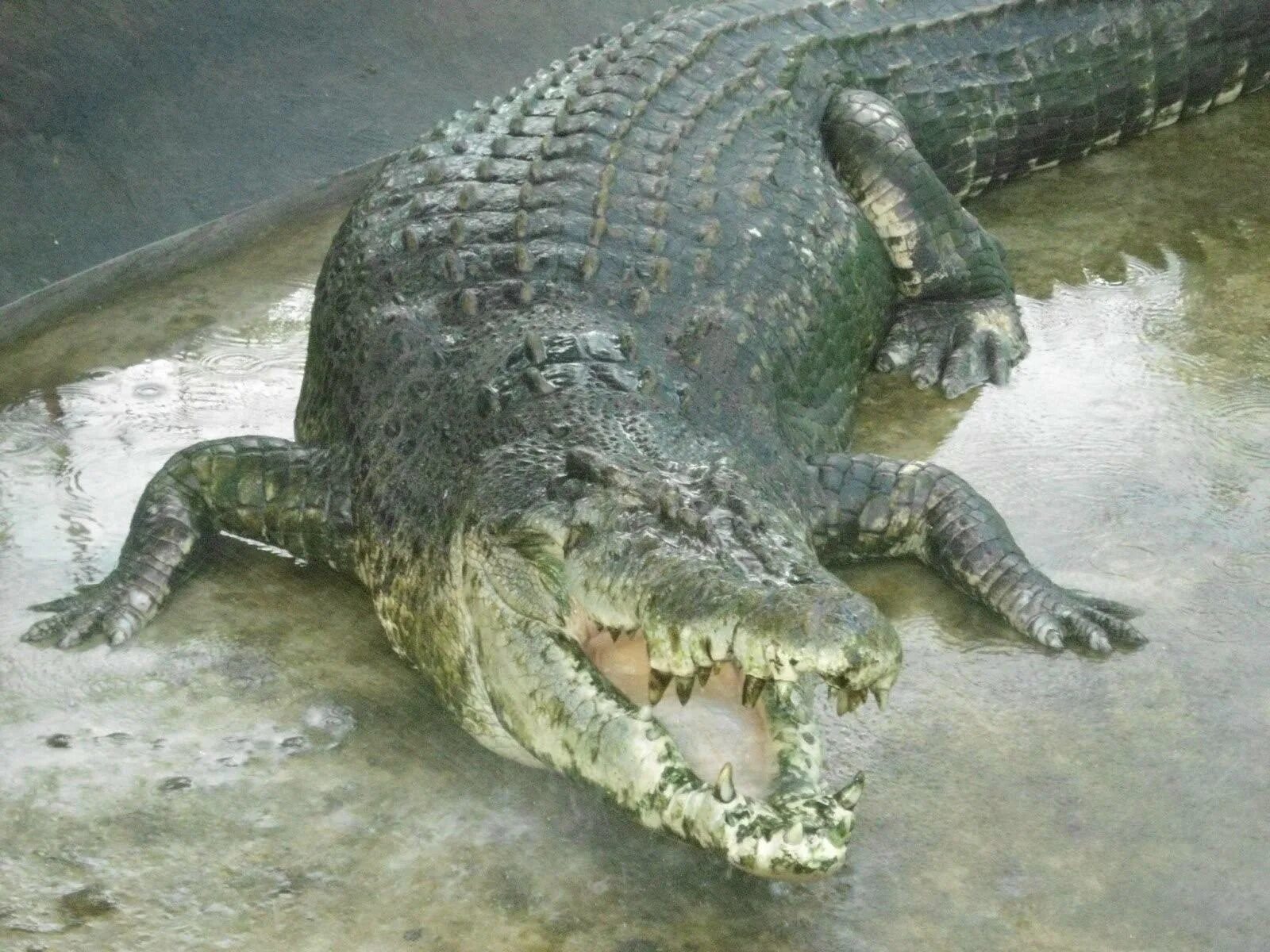 Лолонг. Гигантский гребнистый крокодил. Ла Лонг гребнистый крокодил. Гребнистый крокодил рост. Филиппинский крокодил Лолонг.