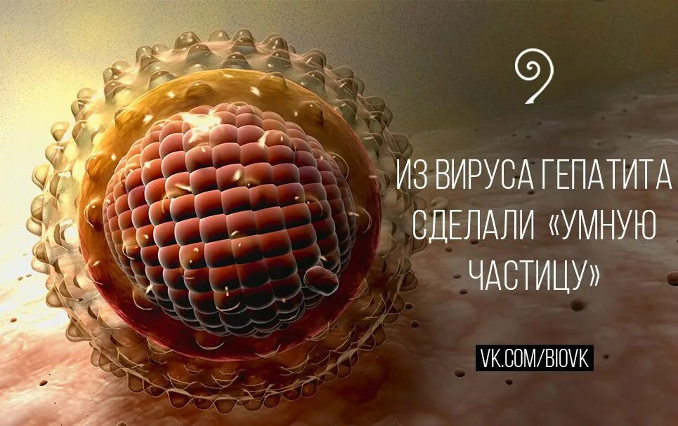 Гепатит болезнь грязных. Вирусный гепатит (болезнь боткина). гепатит а болезнь боткина. вирус гепатита под микроскопом. болезнь боткина возбудитель.