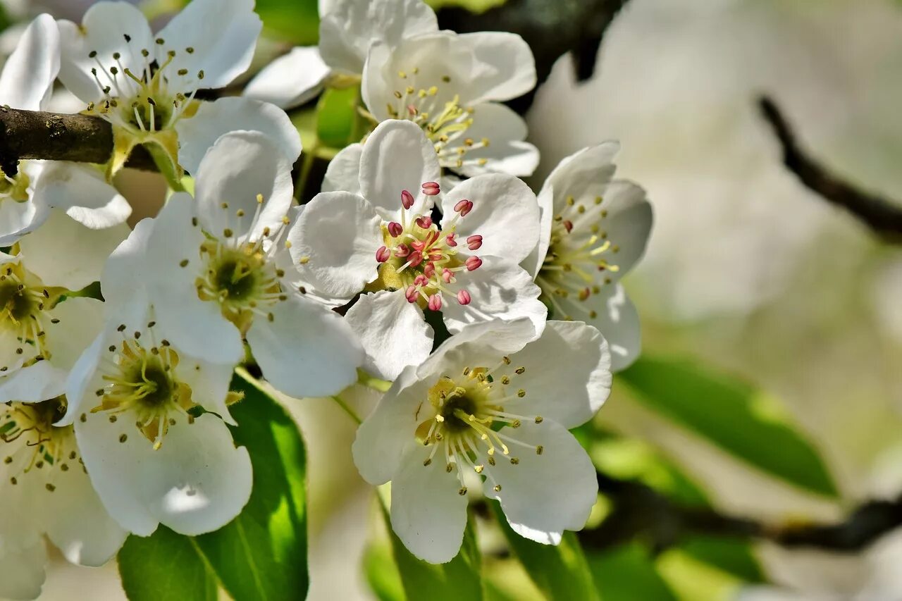 Pear Blossom. Цветущая ветка груши. Груша Весеннее цветение. Грушевый цветок.