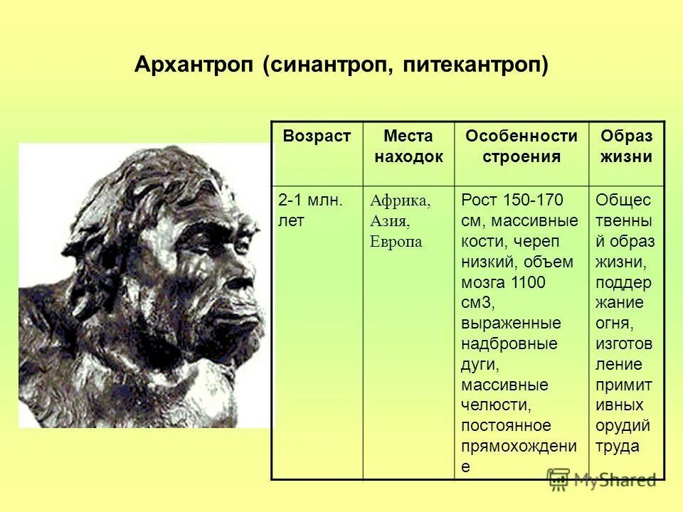 Архантропы синантроп. Синантроп и неандерталец. Австралопитек питекантроп неандерталец таблица. Возраст питекантроп таблица.