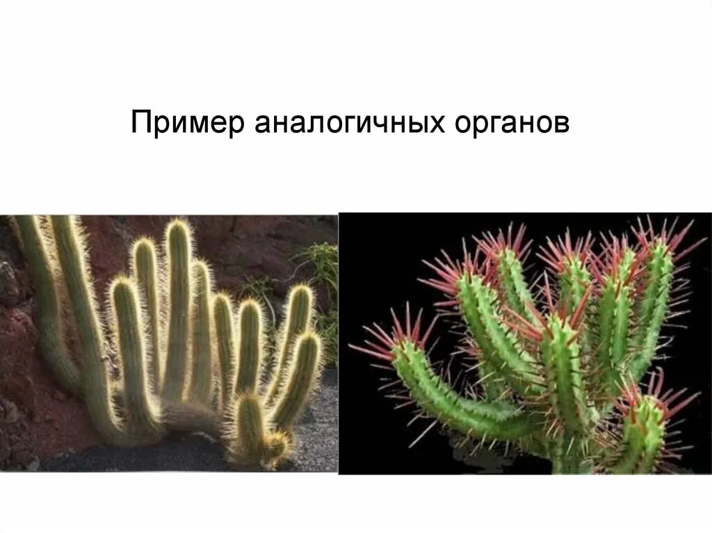3 примера аналогичных органов