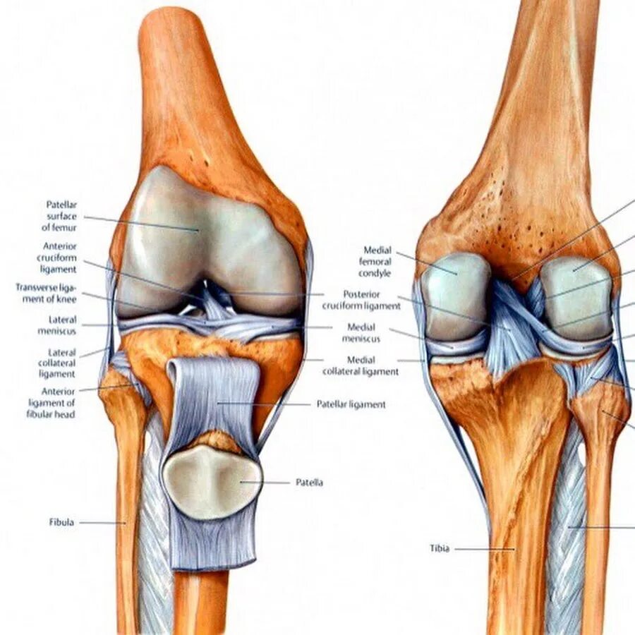 Анатомия костей коленного сустава. Строение левого коленного сустава человека анатомия. Надколенник коленного сустава анатомия.