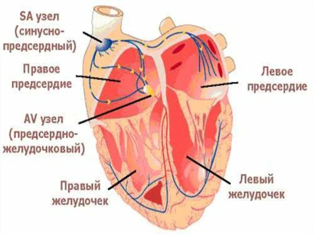 Проводящая система сердца синусно предсердный узел. Синусно-предсердный узел расположен. Синусно-предсердный узел проводящей системы сердца располагается в:. Предсердно-желудочковый узел расположен. От левого предсердия к легким