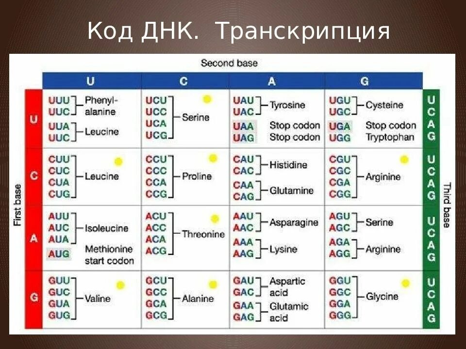 Код днк 2. Таблица генетических кодов и рнк. Генетический код триплет и рнк. Код днк 2. Аминокислоты днк и рнк таблица.