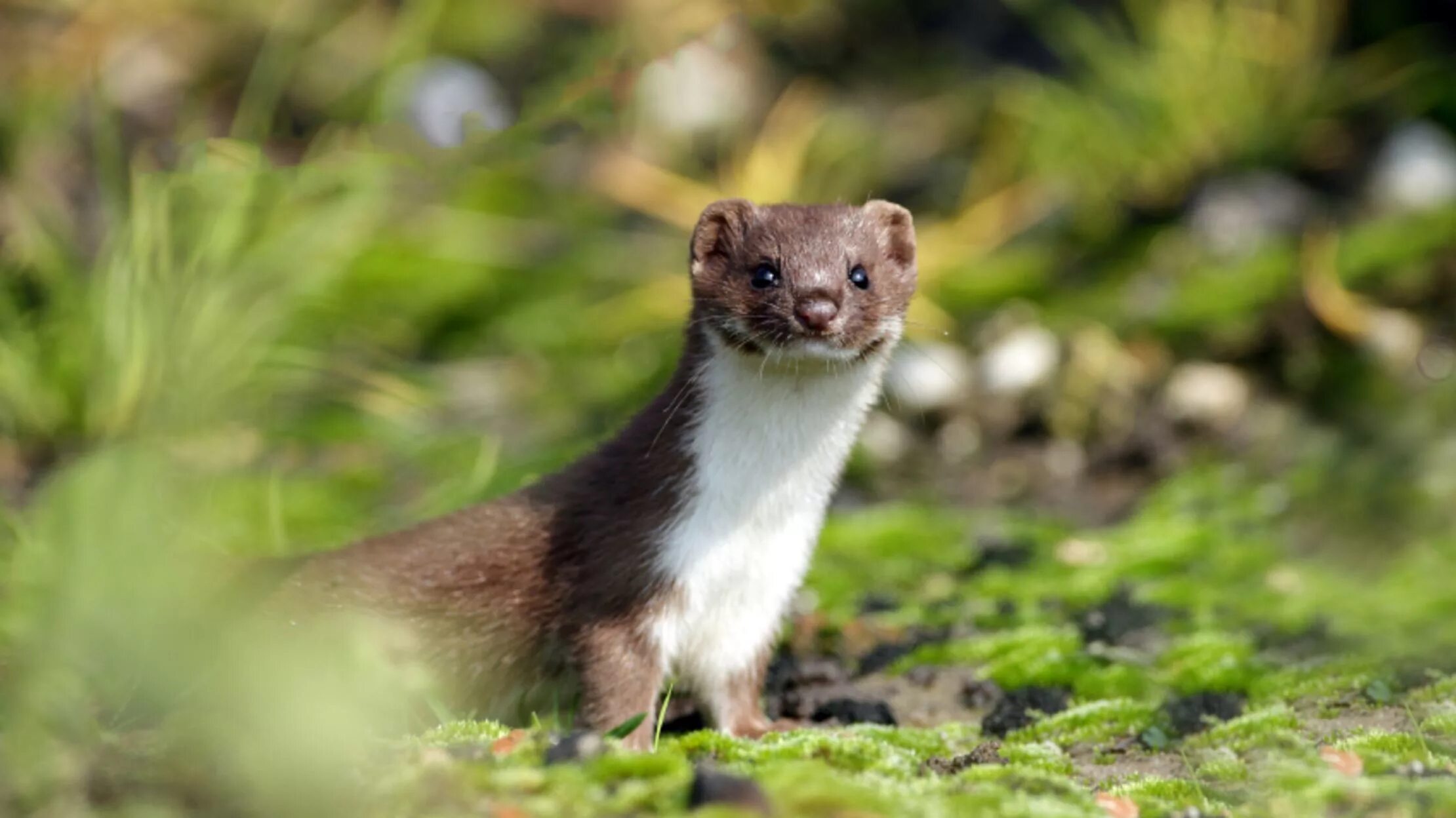 Ласка обыкновенная (Mustela nivalis). Горностай и куница. Ласка (Mustela nivalis) 2023. Горностай Воронежский заповедник.