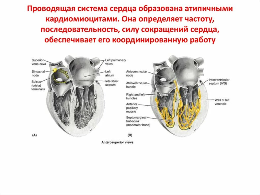 Проводящая система сердца это атипичные кардиомиоциты. Проводящая система сердца образована. Узлы и пучки проводящей системы сердца. Схема проводящей системы сердца. Сердце образовано клетками