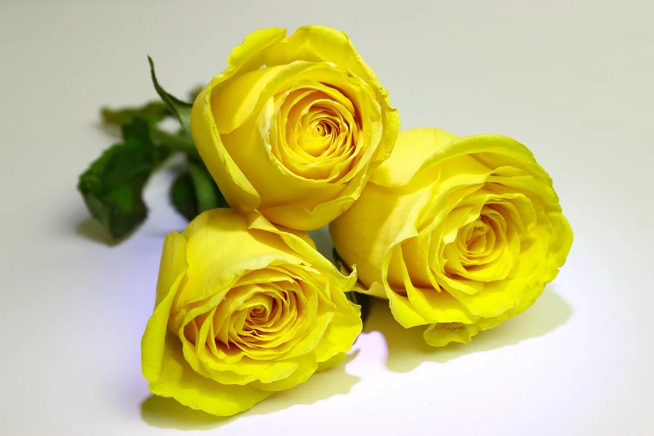 Розы "Илиос". Желтые розы. Чайно гибридная Илиос. Букет желтых роз. Желтые розочки