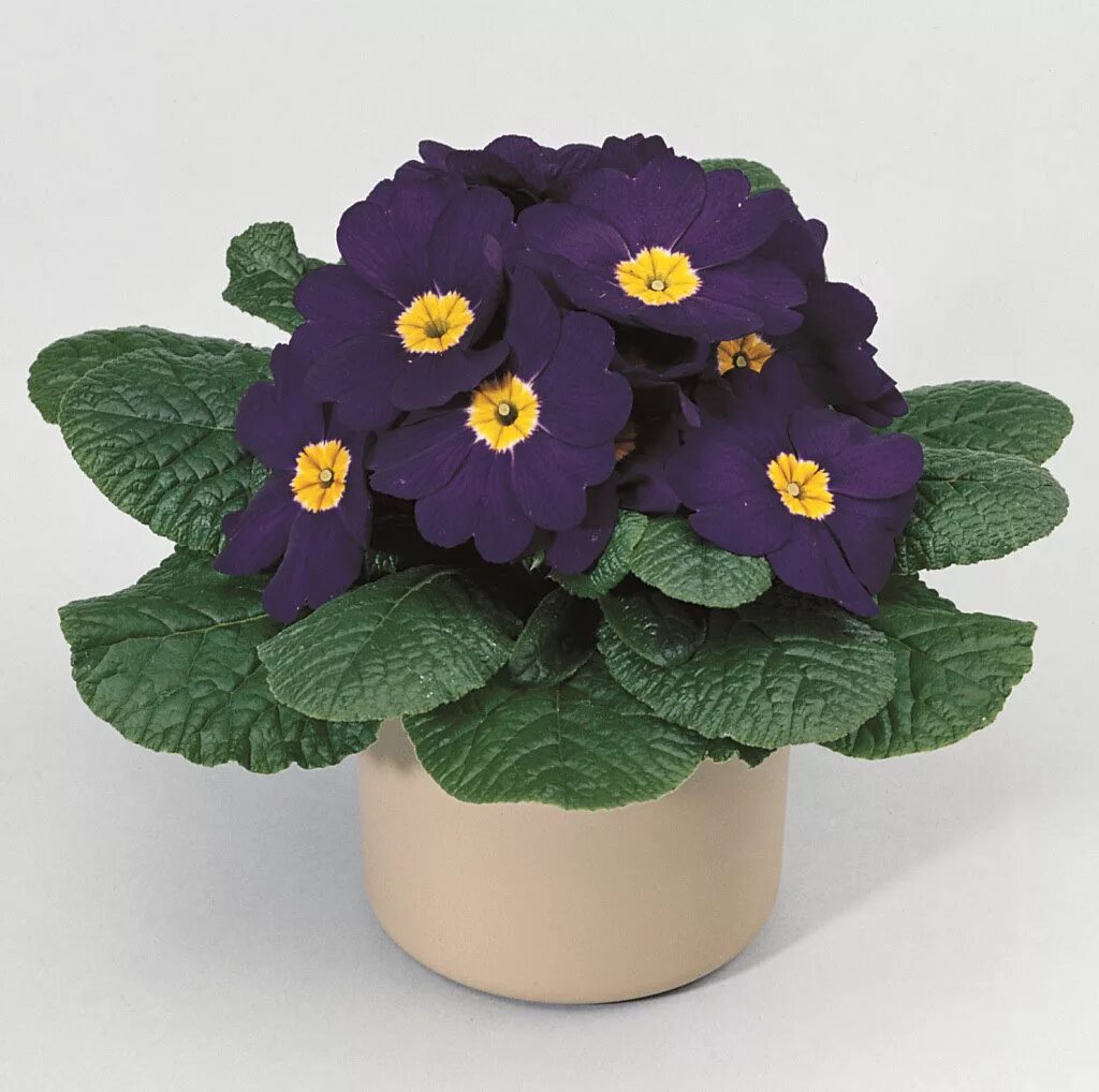 Комнатный цветок синего цвета. Обелии кустовой "долли роял. Голубая узамбарская фиалка. Цветы фиалка узамбарская. Антуриум андрианум пикассо голубой.